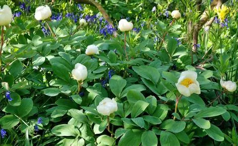 Масло пиона Paeonia mlokosewitschii