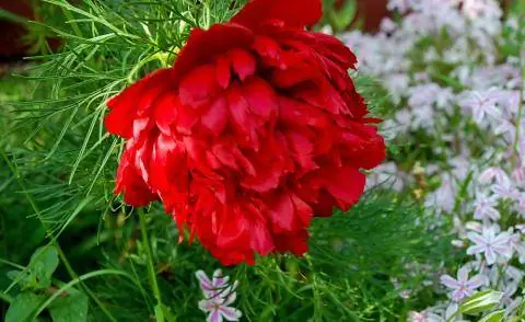 Чистый лист пиона