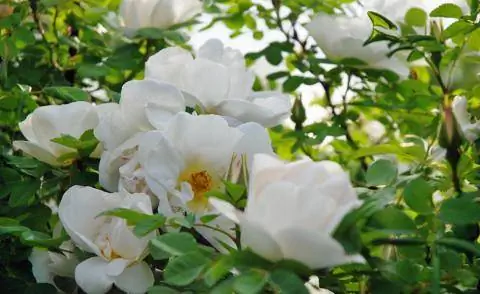 Парковая роза Невада