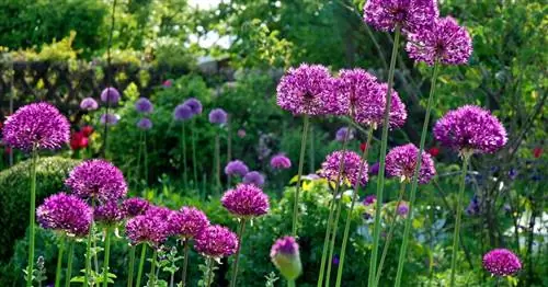 Вклад гостей: Allium, Columbine и Peony – прогулка по Майскому саду