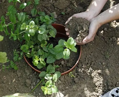 Заполните пластиковое кольцо почвой