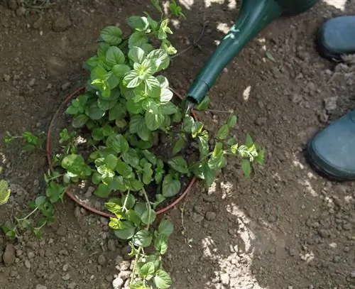 Налейте мяту