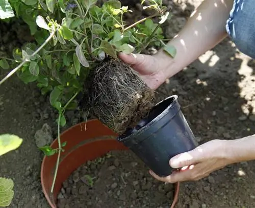 горшок мяты