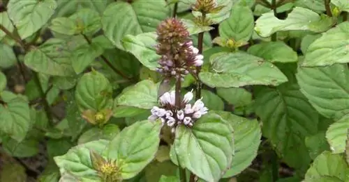 Посадка мяты: Вазон как защита от корней