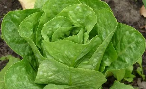 Салат романо образует эллиптические головки.