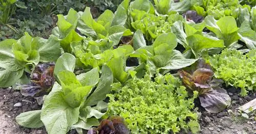 Виды салата: Большой обзор