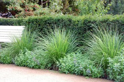 Живая изгородь из тиса с подсадкой