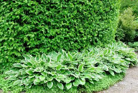 Хосты под живой изгородью из кизила