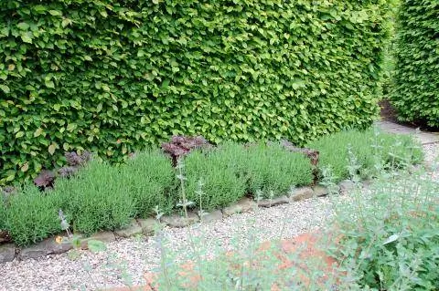 живая изгородь из граба