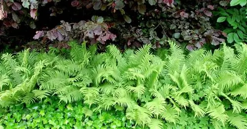 Украсьте голые изгороди многолетниками