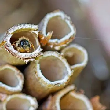 Дикая пчела в гостинице для насекомых