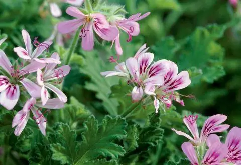 Розовая герань (Pelargoniumgraveolens 'Little Gem')