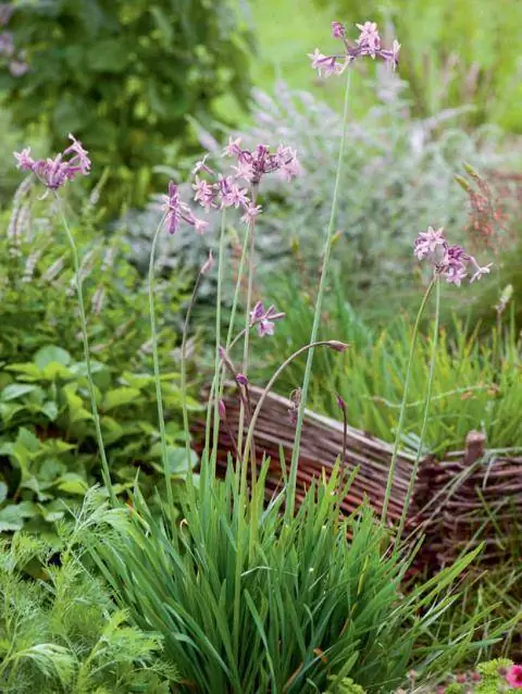 Комнатный чеснок (Tulbaghia violacea)