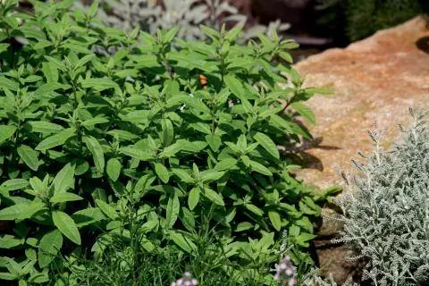 Вербена лимонная (Aloysia triphylla)
