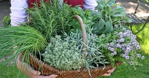 5 трендовых трав, которые должны быть у каждого