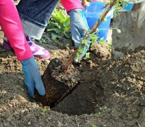 Правильно посадить клематис