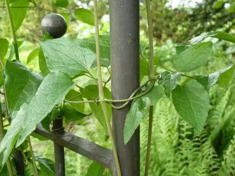 Вспомогательное средство для клематисов