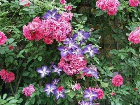 Клематис и плетистая роза