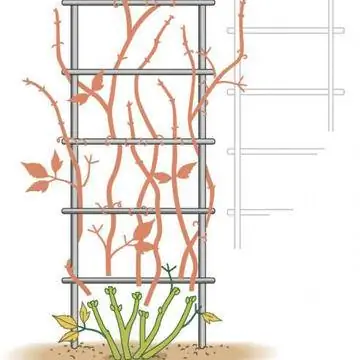 Обрезка летних цветущих клематисов