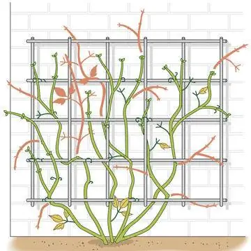 Правильная обрезка клематиса