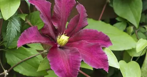 10 советов о клематисах