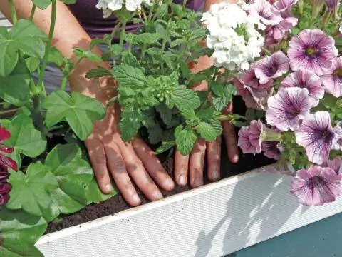 Сажайте цветы на правильном расстоянии