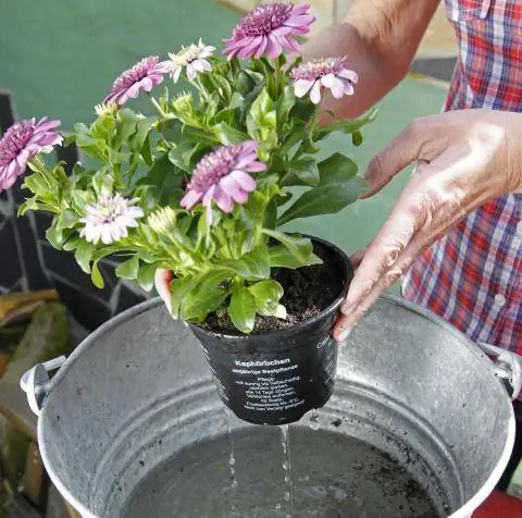 Замочите цветы в воде перед посадкой