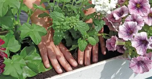 8 профессиональных советов, как красиво озеленить балконные ящики