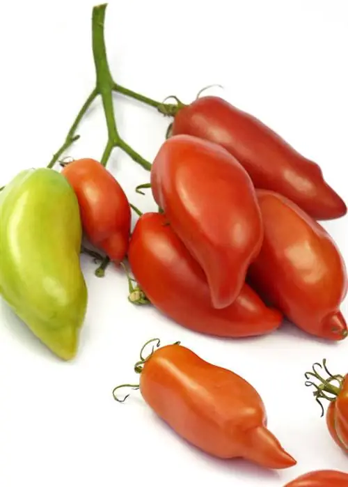 Сорт 'Андский Рог'