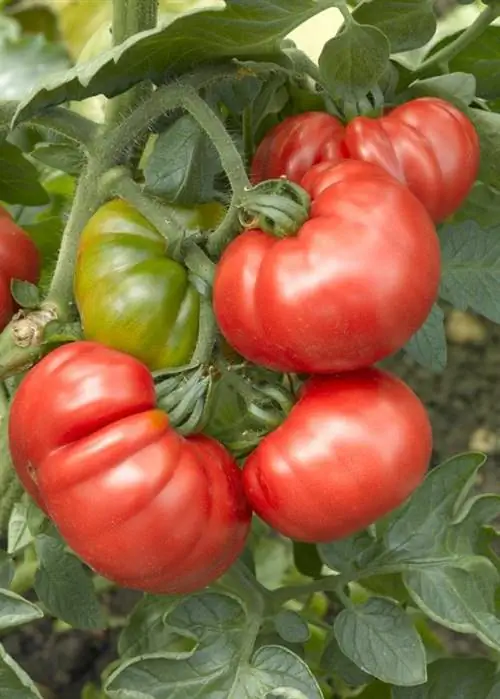 Сорт томата 'Маранде'