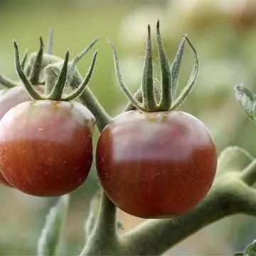 Сорт томата 'Черри'