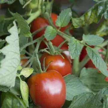 Сорт томатов 'Де Берао'