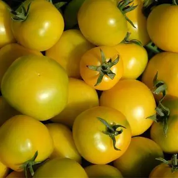 Томат сорта 'Золотая королева'