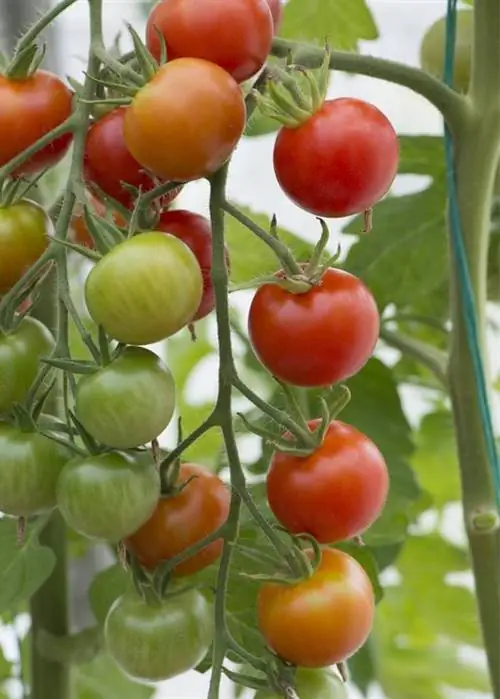 'производитель денег'