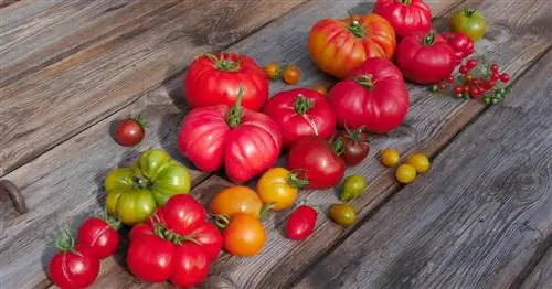 Старые сорта томатов: рекомендуются эти томаты с открытым корнем