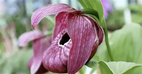 Самые красивые орхидеи для сада