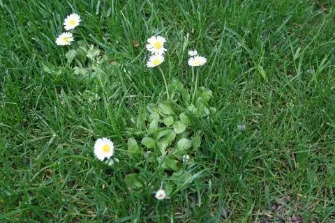 маргаритка