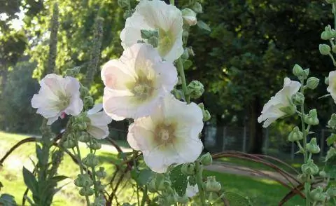 Мальва Alcea rosea
