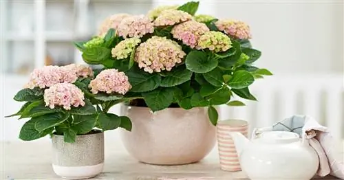 Гортензии как комнатные растения