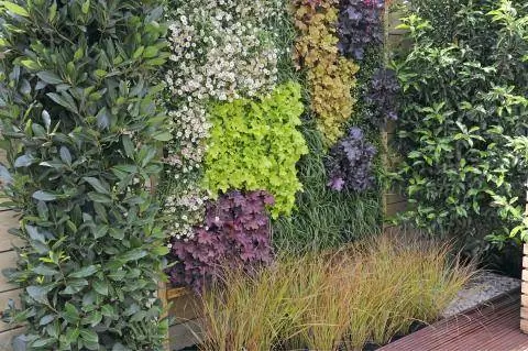 Зеленая стена с декоративными многолетниками