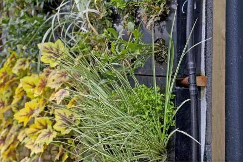 Строительство зеленой стены