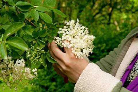 Сорвите цветы бузины