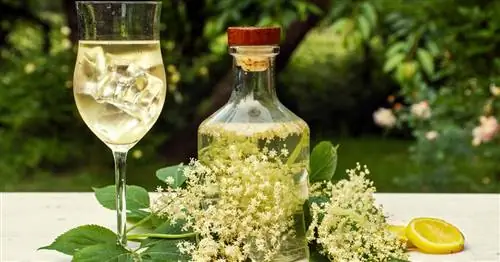 Приготовьте сироп из цветков бузины самостоятельно