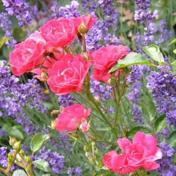 розы и лаванда