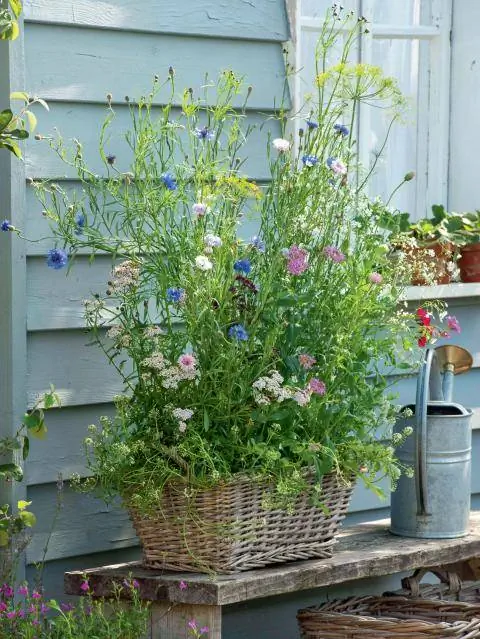 Благодатный луг в корзине