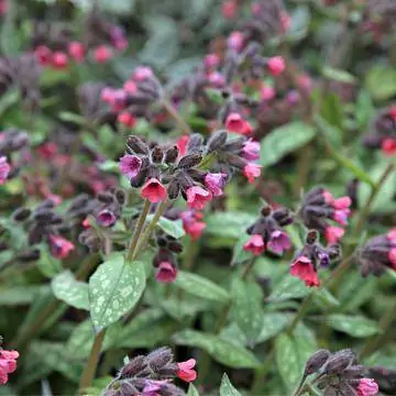 Пятнистая медуница 'Леопард'