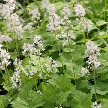Цветок пены сердцелистной (Tiarella cordifolia)