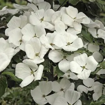 Кизил цветущий 'Cornus venus'