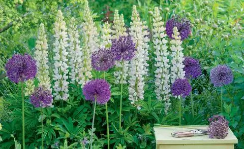 Клумба с люпином и декоративным луком