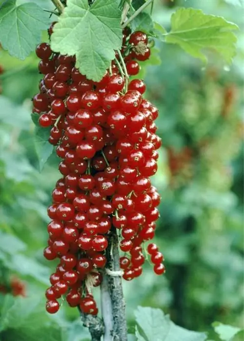 «Йонхир ван Тетс»